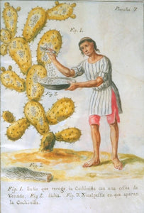 Il fico d'india